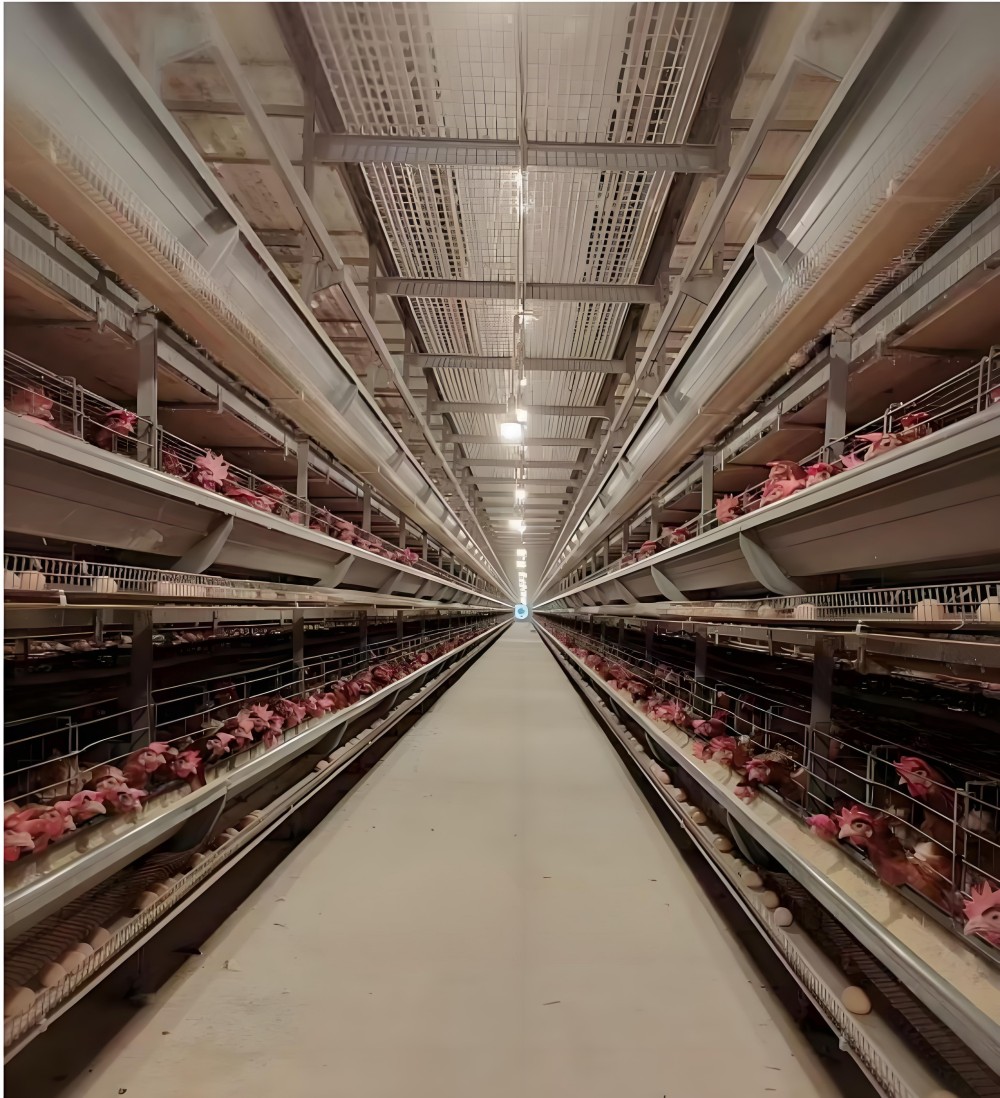 9CLXD-6288 Type Six Layer Stacked Crane Feeding Egg Chicken Breeding Equipment