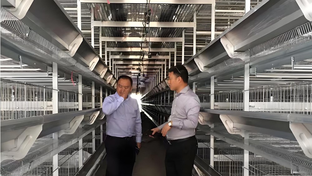 9CLLD-6288 Type Six Layered Chain Feeding Egg Chicken Breeding Equipment