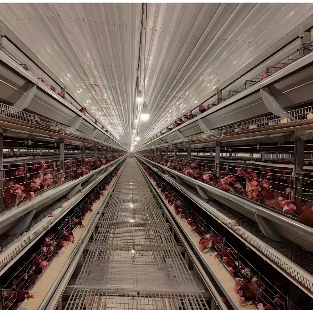 9CLXD-6288 Type Six Layer Stacked Crane Feeding Egg Chicken Breeding Equipment