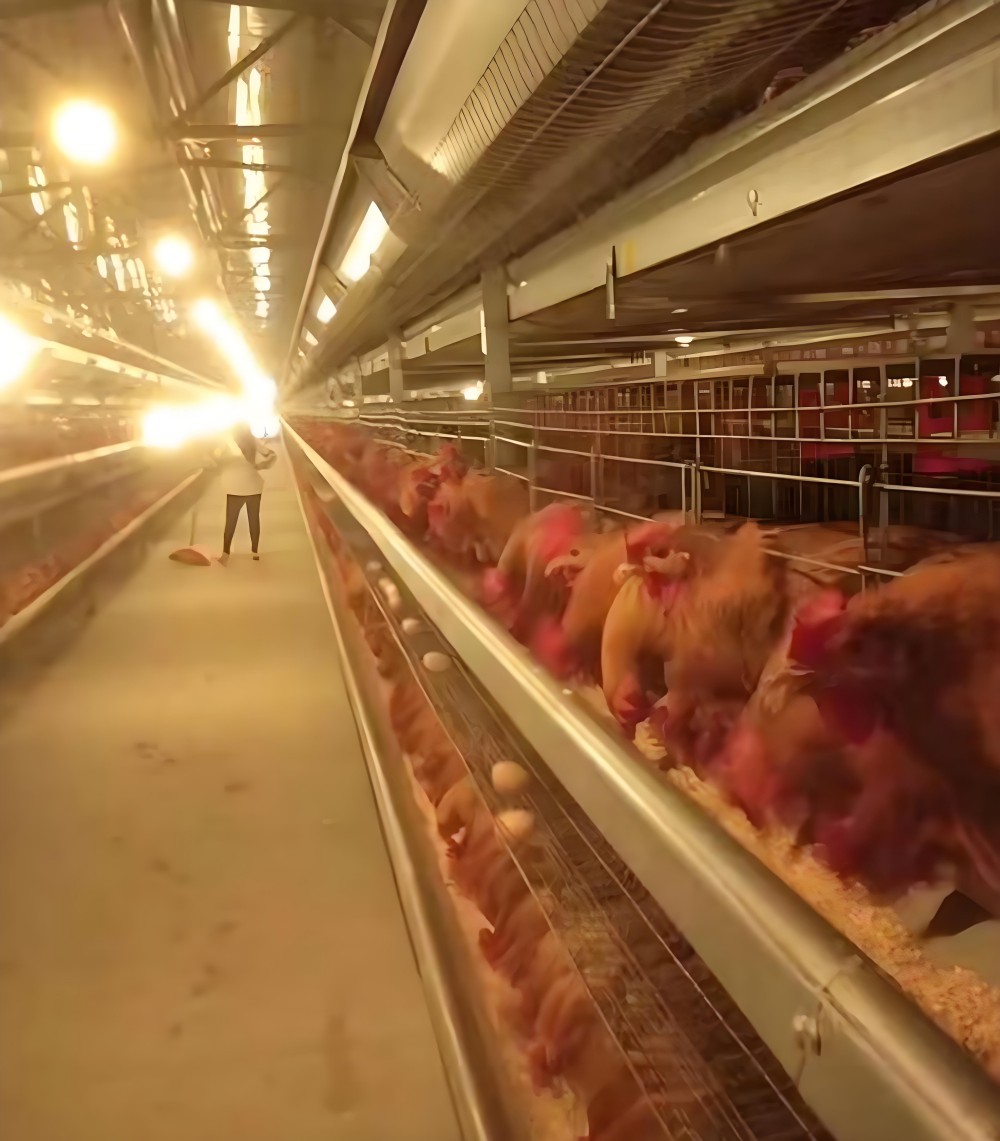 9CLXZ-396 Stacked Crane Feeding Artificial Insemination Chicken Breeding Equipment