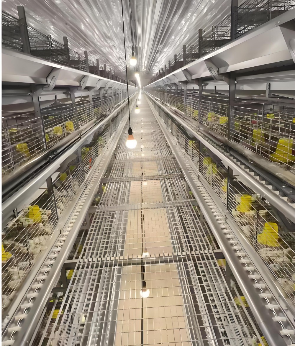 9CLLY-6312 Type Six Layer Stacked New Chain Feeding Chick Breeding and Breeding Equipment